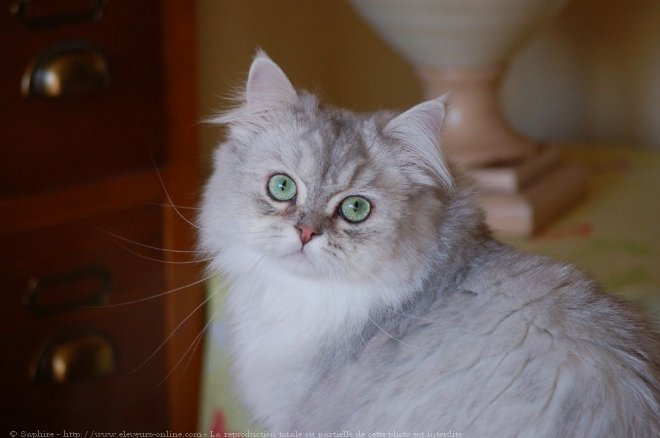 Photo de British longhair