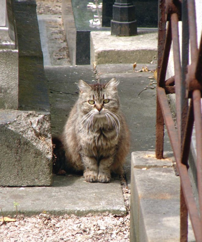 Photo de Chat domestique