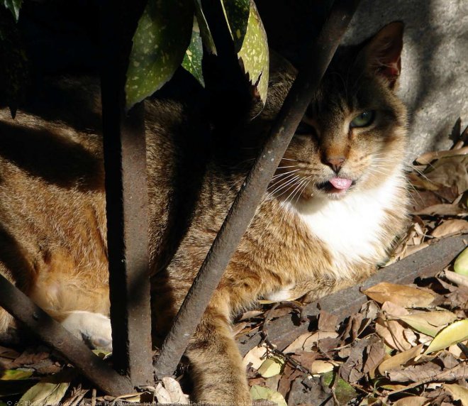 Photo de Chat domestique