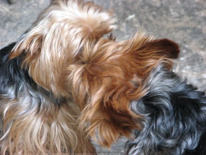 Photo de Yorkshire terrier