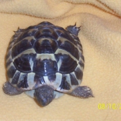 Photo de Tortue