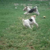 Photo de Fox terrier  poil dur