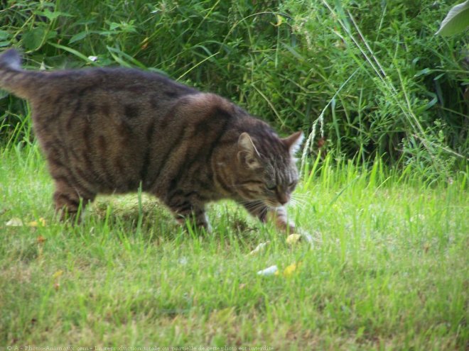 Photo de Chat domestique