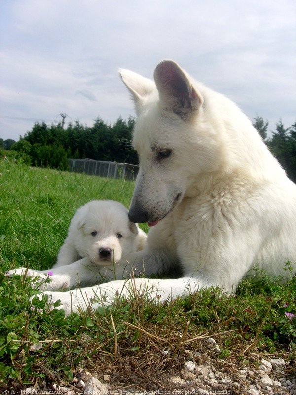 Photo de Berger blanc suisse