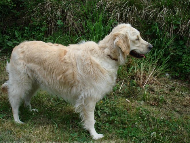 Photo de Golden retriever