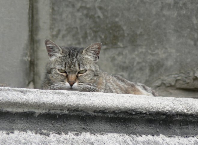 Photo de Chat domestique