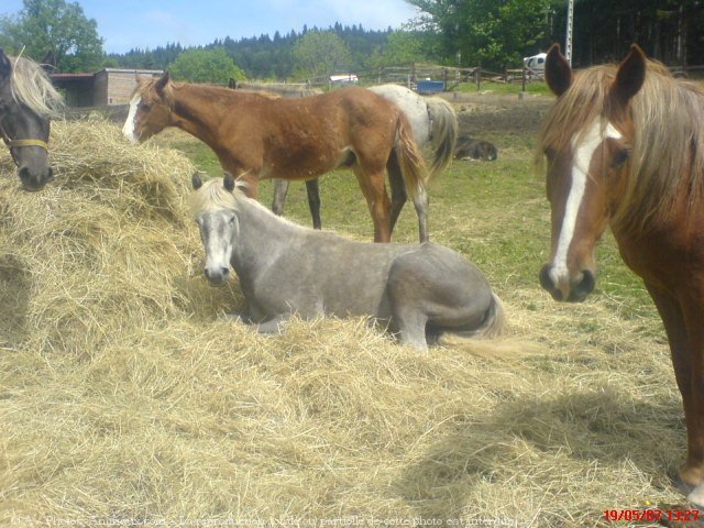 Photo de Rocky mountain horse