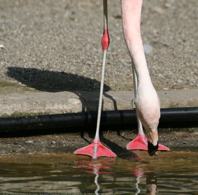 Photo de Flamand rose