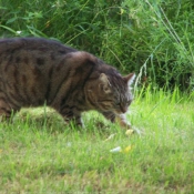 Photo de Chat domestique