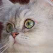 Photo de British longhair