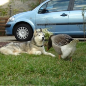 Photo de Races diffrentes