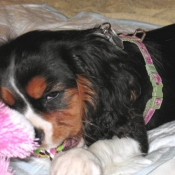 Photo de Cavalier king charles spaniel