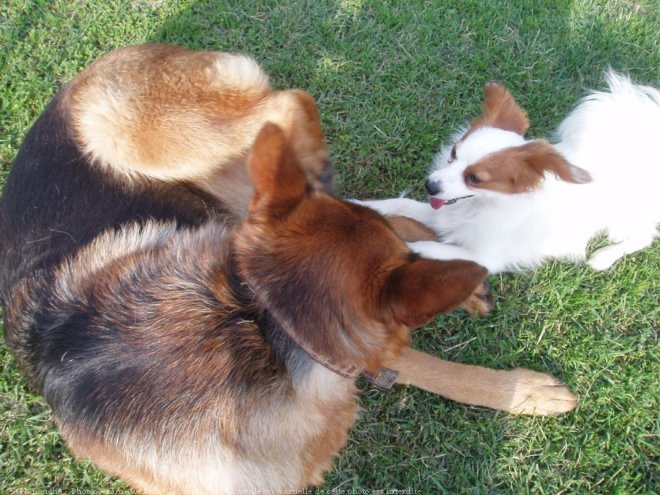 Photo d'Epagneul nain papillon