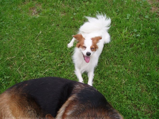 Photo d'Epagneul nain papillon