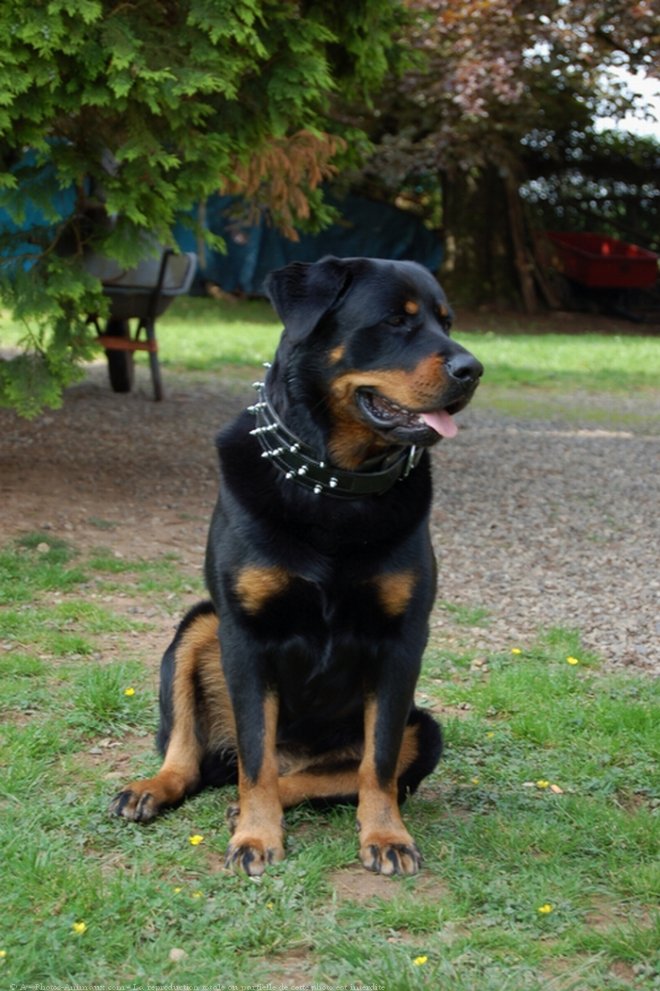 Photo de Rottweiler