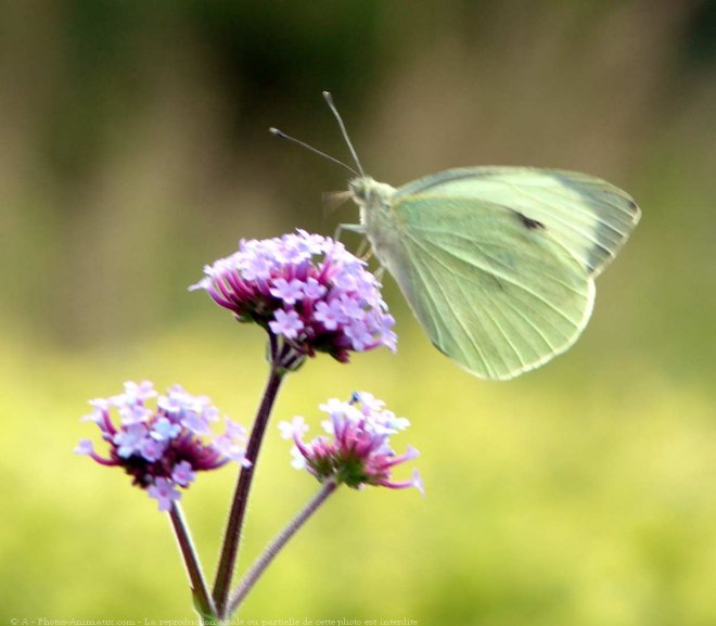 Photo de Papillon