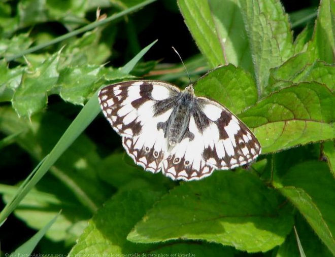 Photo de Papillon