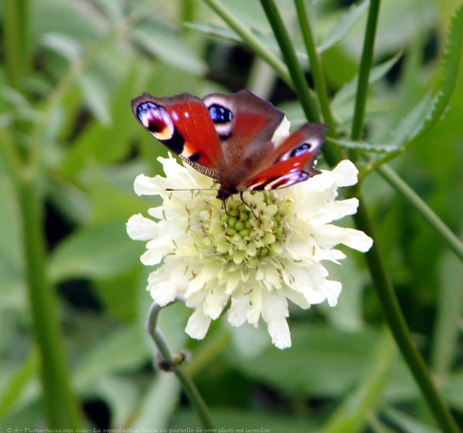 Photo de Papillon