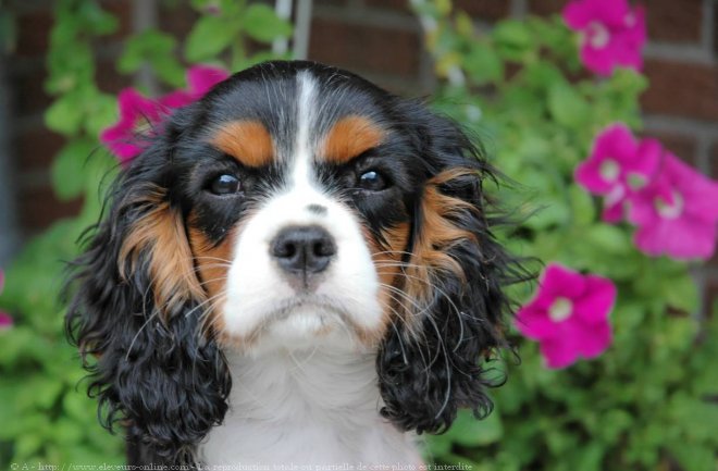 Photo de Cavalier king charles spaniel