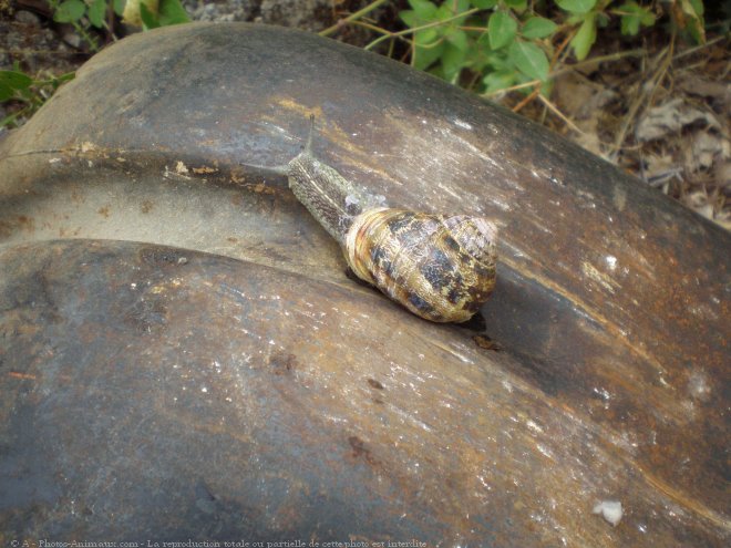 Photo d'Escargot