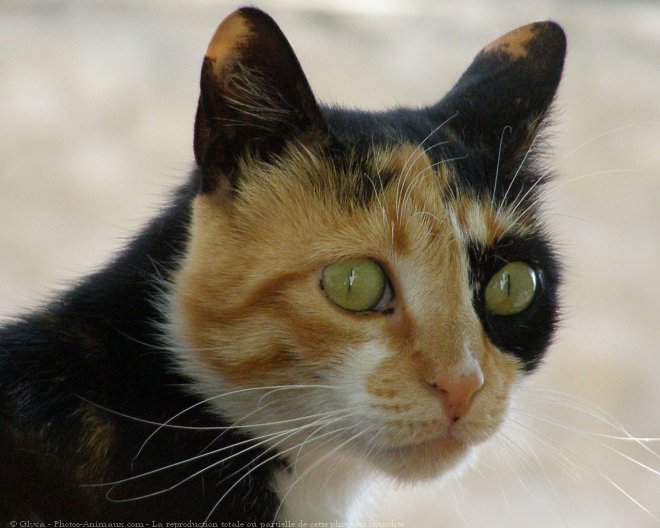 Photo de Chat domestique