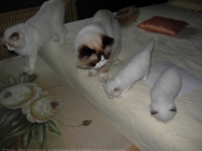 Photo de Ragdoll