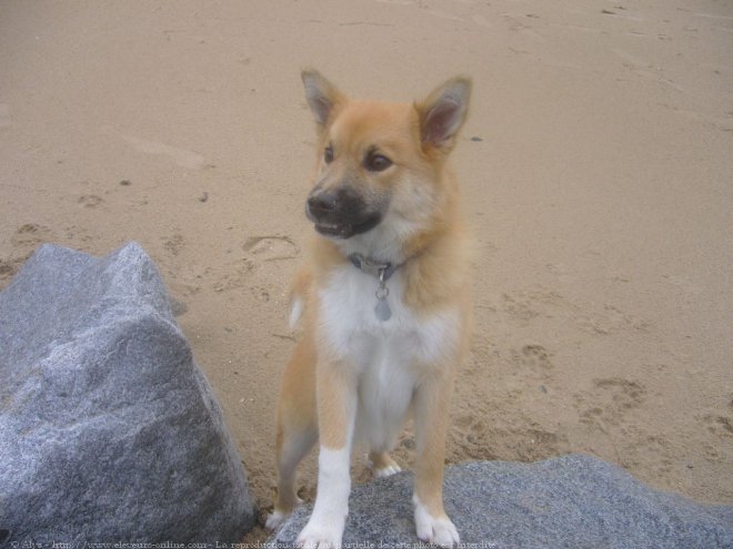 Photo de Chien de berger islandais