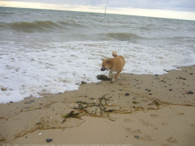 Photo de Chien de berger islandais