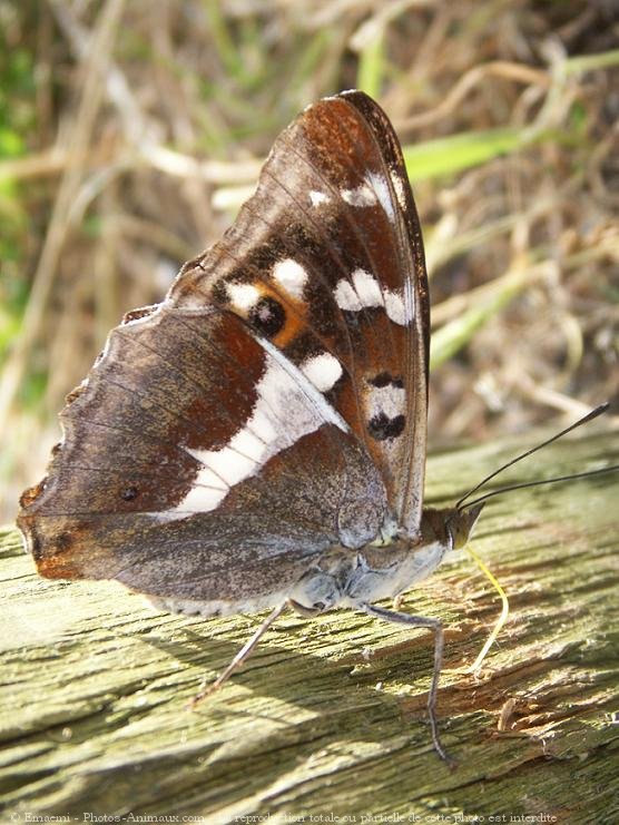 Photo de Papillon