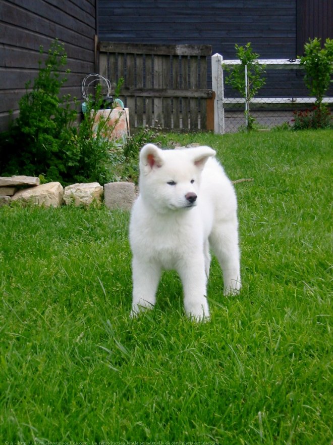 Photo d'Akita inu