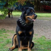 Photo de Rottweiler