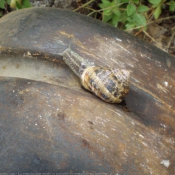 Photo d'Escargot