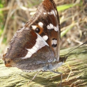 Photo de Papillon