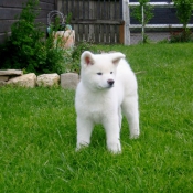 Photo d'Akita inu