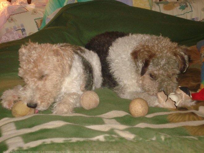 Photo de Fox terrier  poil dur