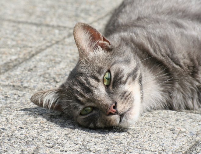 Photo de Chat domestique