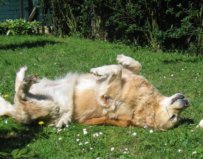 Photo de Golden retriever