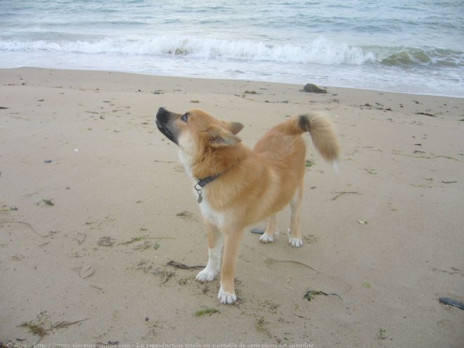 Photo de Chien de berger islandais