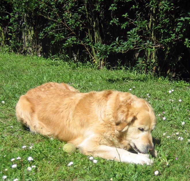 Photo de Golden retriever