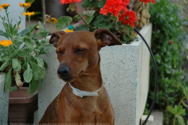 Photo de Pinscher nain