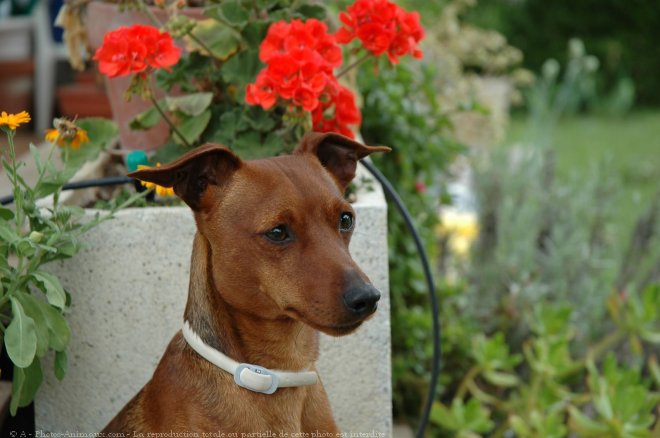 Photo de Pinscher nain