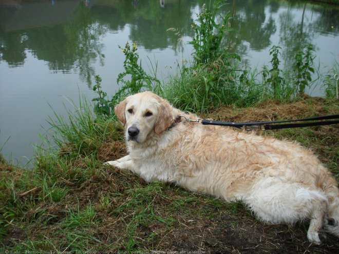 Photo de Golden retriever