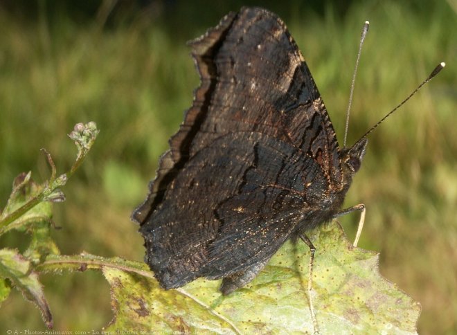 Photo de Papillon