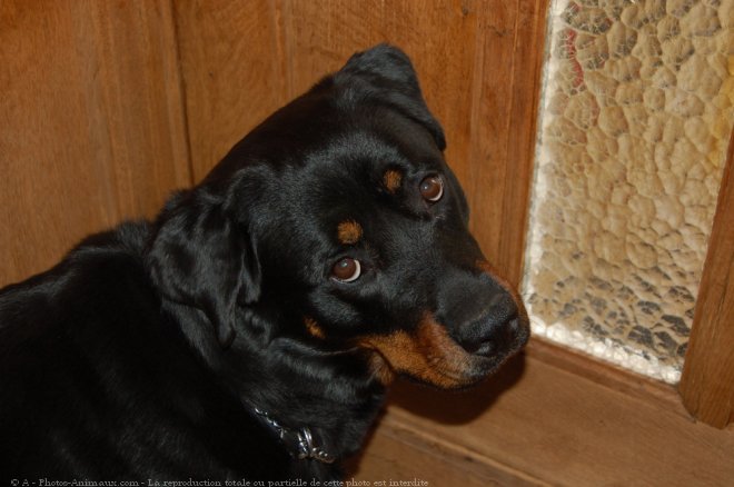 Photo de Rottweiler