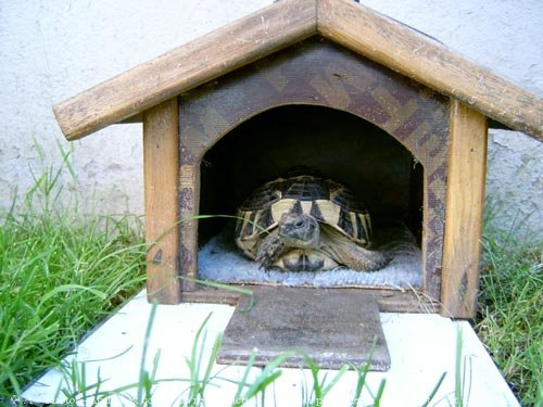 Photo de Tortue