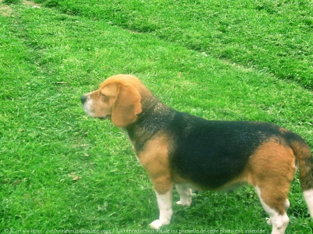 Photo de Beagle