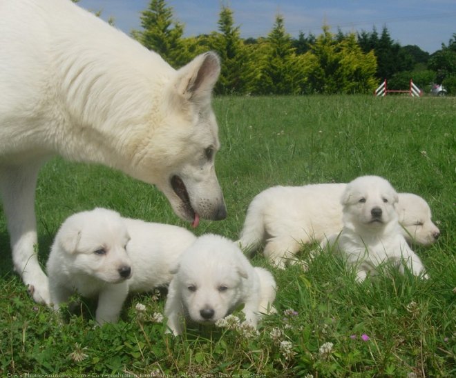 Photo de Berger blanc suisse