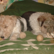 Photo de Fox terrier  poil dur