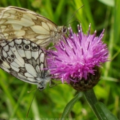 Photo de Papillon