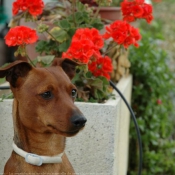 Photo de Pinscher nain